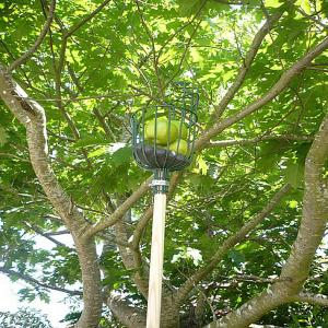 Burgon & Ball Apple Picker