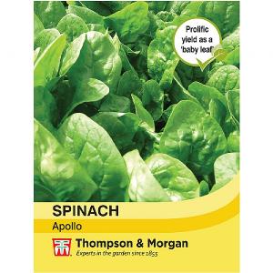 Thompson & Morgan Spinach Apollo