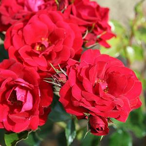 Ruby Anniversary Celebration Rose - 4.5 Ltr Pot