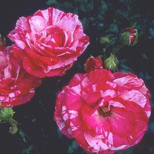 Bright Ideas Climbing Rose - 4 Ltr Pot