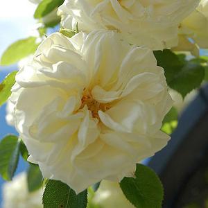 Clarence House Climbing Rose - 4 Ltr Pot