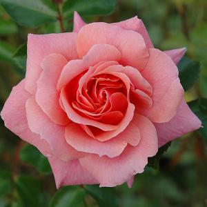 Festive Jewel Shrub Rose 4L