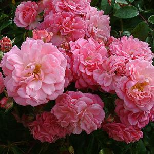 Rural England Climbing Rose - 4 Ltr Pot