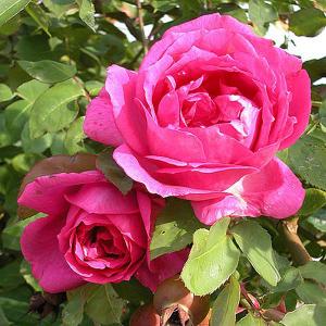 Sir Paul Smith Climbing Rose - 4 Ltr Pot