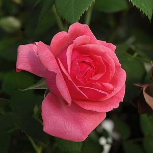 Wymondham Abbey Climbing Rose - 4 Ltr Pot