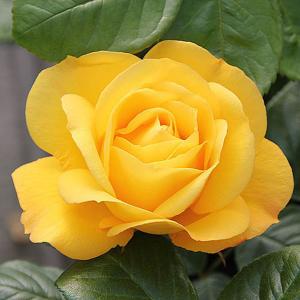 Arthur Bell Floribunda Rose