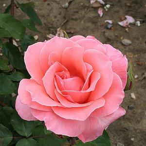 Blessings Floribunda Rose - 3 Ltr Pot