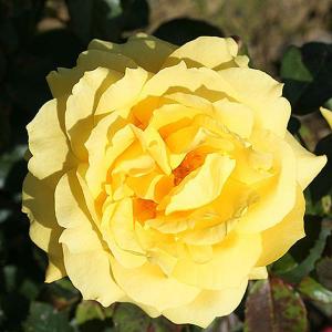 Chinatown Floribunda Rose - 3 Ltr Pot