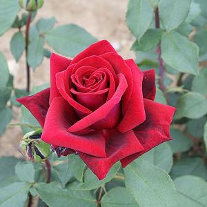 Deep Secret Floribunda Rose - 3 Ltr Pot