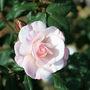 English Miss Floribunda Rose - 3 Ltr Pot