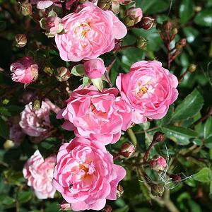 FAIRY Floribunda Rose 3 Ltr Pot