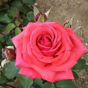 Fragrant Cloud Floribunda Rose - 3 Ltr Pot