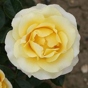 Grandpa Dickson Floribunda Rose - 3 Ltr Pot