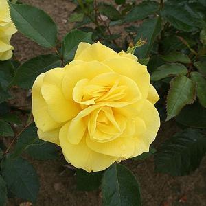 Koressia Floribunda Rose - 3 Ltr Pot