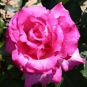 Prima Ballerina Floribunda Rose - 3 Ltr Pot