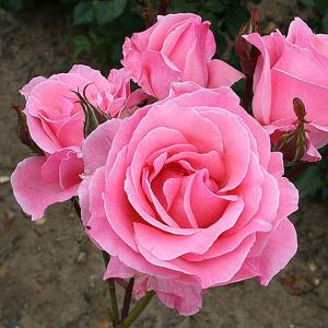 Queen Elizabeth Floribunda Rose - 3 Ltr Pot