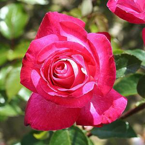 Floribunda Rose Gaujard - 3 Ltr Pot