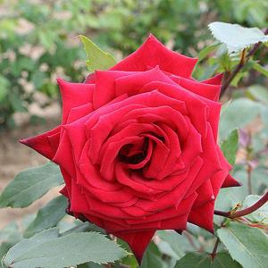 Ruby Wedding Floribunda Rose - 3 Ltr Pot