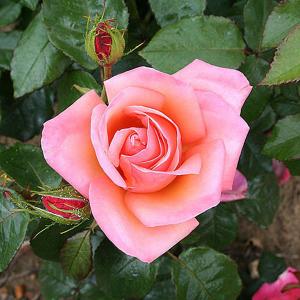 Silver Jubilee Floribunda Rose - 3 Ltr Pot