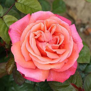 Troika Floribunda Rose - 3 Ltr Pot