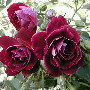 Burgundy Iceberg Floribunda Rose - 3 Ltr Pot