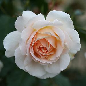 Chandos Beauty Floribunda Rose - 3 Ltr Pot