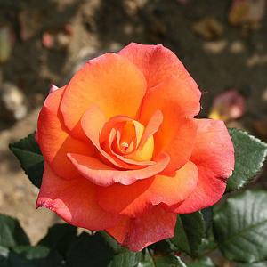 Dawn Chorus Floribunda Rose - 3 Ltr Pot