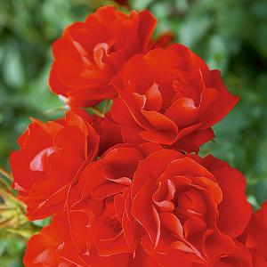 Eternity Floribunda Rose - 3 Ltr Pot