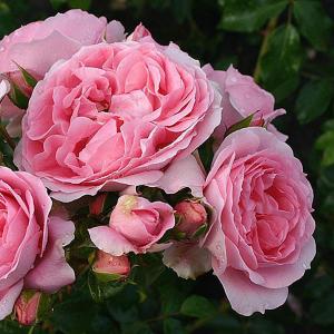 Friends Forever Floribunda Rose - 3 Ltr Pot