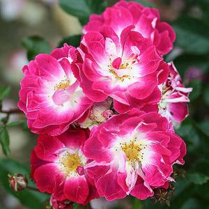 Greetings Floribunda Rose - 3 Ltr Pot