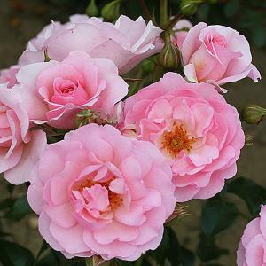 Happy Retirement Floribunda Rose