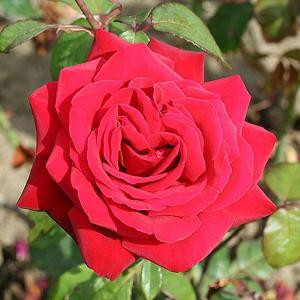 Loving Memory Floribunda Rose - 3 Ltr Pot