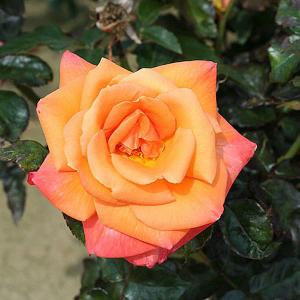 Mamma Mia Floribunda Rose - 3 Ltr Pot