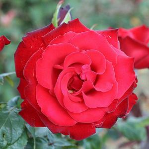 My Valentine Floribunda Rose - 3 Ltr Pot