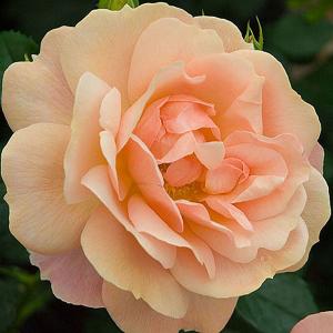 New Beginnings Floribunda Rose - 3 Ltr Pot