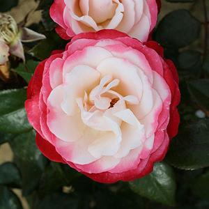 Nostalgia Floribunda Rose - 3 Ltr Pot