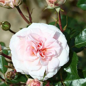 Pearl Floribunda Rose - 3 Ltr Pot