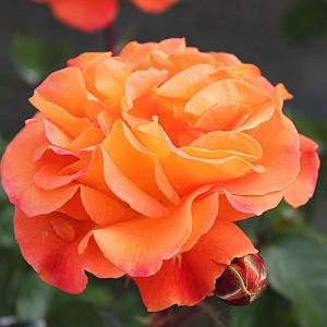 Precious Amber Floribunda Rose - 3 Ltr Pot