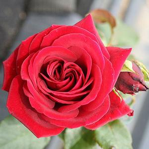 Royal William Floribunda Rose - 3 Ltr Pot