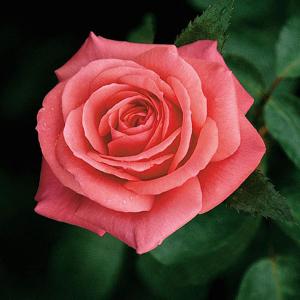 Showtime Floribunda Rose - 3 Ltr Pot