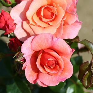 Summer Beauty Floribunda Rose 3L