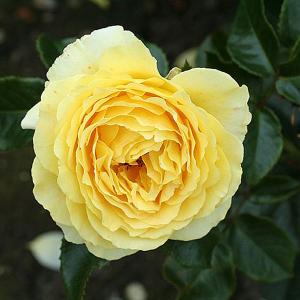 Summer Gold Floribunda Rose - 3 Ltr Pot