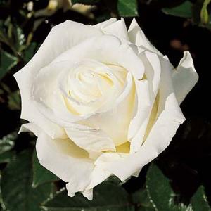 The Diamond Wedding Floribunda Rose - 3 Ltr Pot
