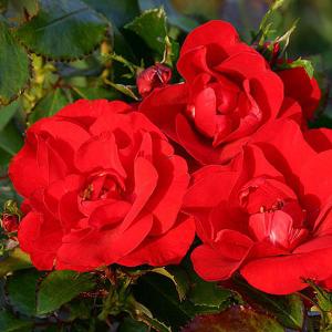 Moment In Time Floribunda Rose - 3 Ltr Pot