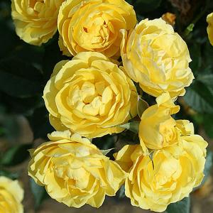 Golden Wishes Patio Rose - 3 Ltr Pot