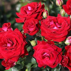  'Scarlet Patio' Patio Rose 3L
