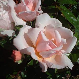 Albertine Climbing Rose - 4 Ltr Pot