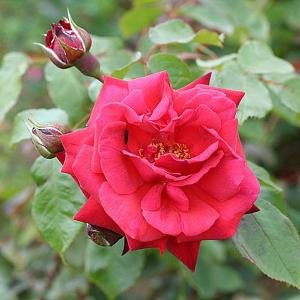 Danse Du Feu Climbing Rose - 4 Ltr Pot