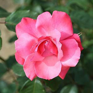 Galway Bay Climbing Rose - 4 Ltr Pot