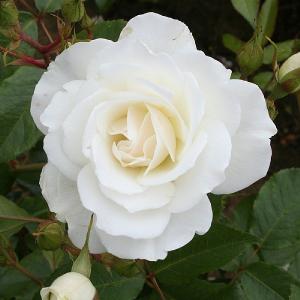 Iceberg Climber Rose 4L